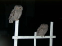 Owls!