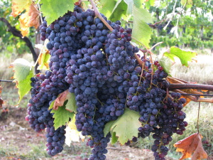 San Luciano winery tour