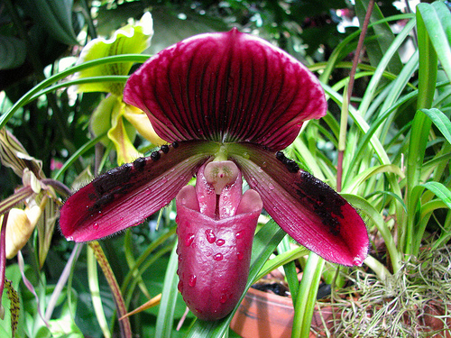 Selby Botanical Gardens